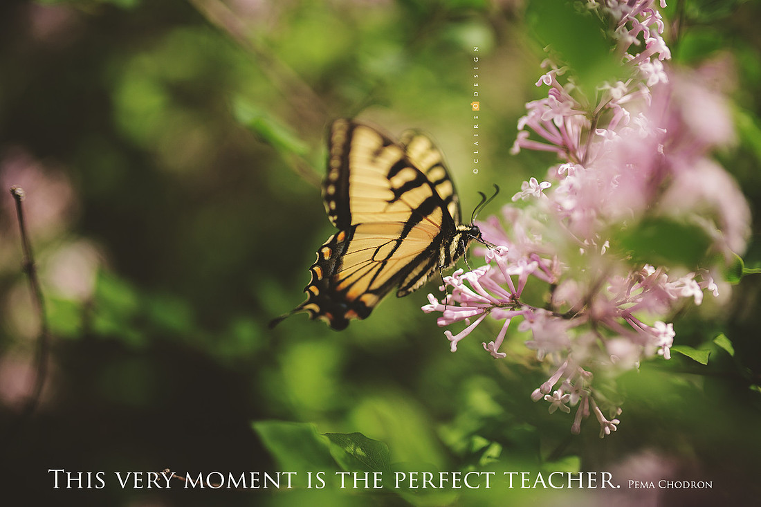 butterfly